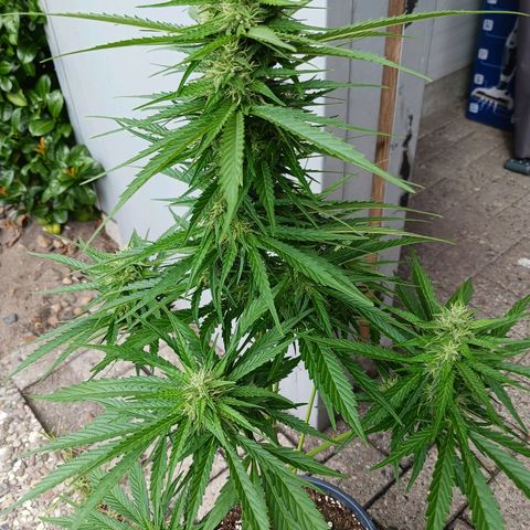 Banana Kush Cake #Automatic growlog timeline photo