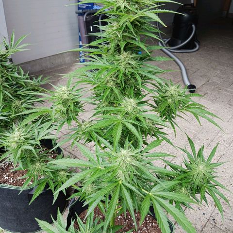Banana Kush Cake #Automatic growlog timeline photo