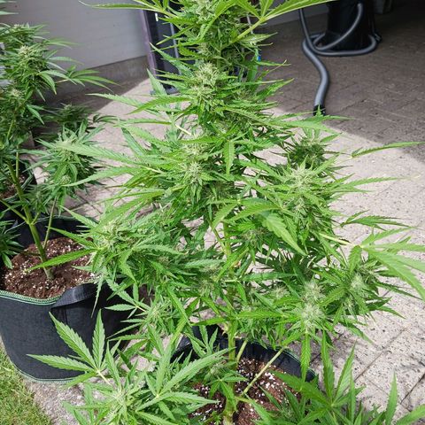 Banana Kush Cake #Automatic growlog timeline photo