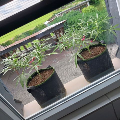 Chocolate Mint O.G.  #SpiderFarm          #Auto  growlog timeline photo