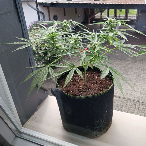 Chocolate Mint O.G.  #SpiderFarm          #Auto  growlog timeline photo
