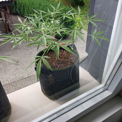 Chocolate Mint O.G.  #SpiderFarm          #Auto  growlog timeline photo