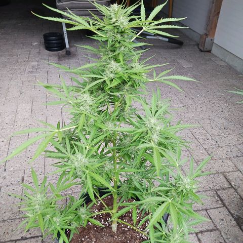 Banana Kush Cake #Automatic growlog timeline photo