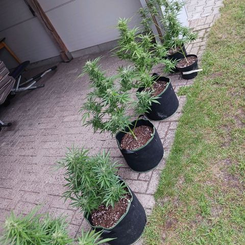 Banana Kush Cake #Automatic growlog timeline photo