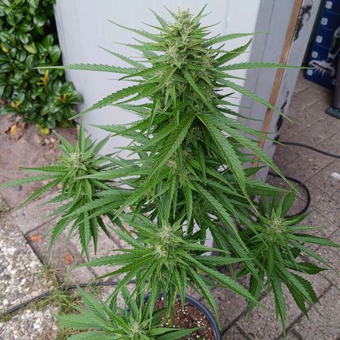 Banana Kush Cake #Automatic growlog timeline photo