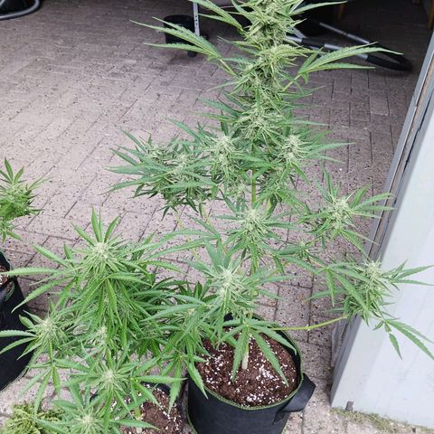Banana Kush Cake #Automatic growlog timeline photo