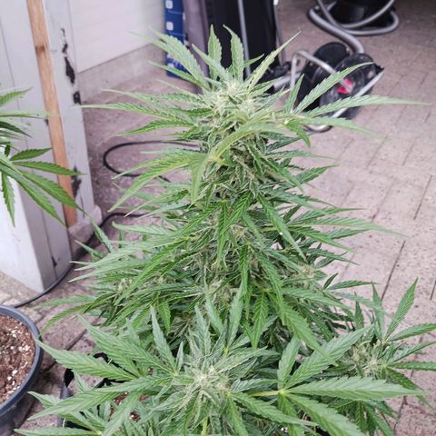 Banana Kush Cake #Automatic growlog timeline photo