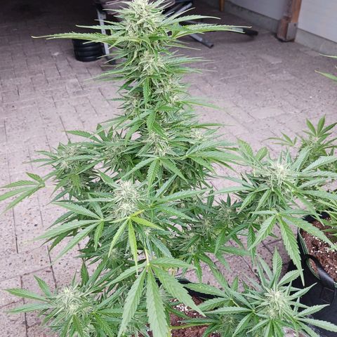 Banana Kush Cake #Automatic growlog timeline photo