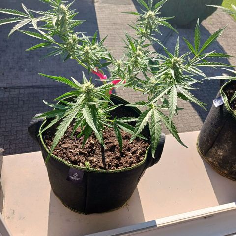 Chocolate Mint O.G.  #SpiderFarm          #Auto  growlog timeline photo