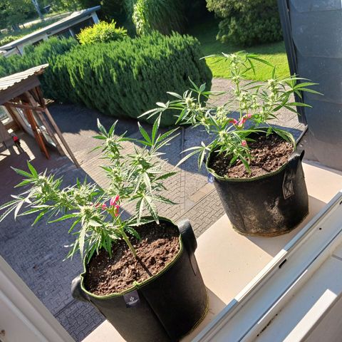 Chocolate Mint O.G.  #SpiderFarm          #Auto  growlog timeline photo