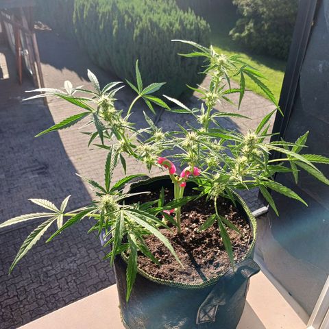 Chocolate Mint O.G.  #SpiderFarm          #Auto  growlog timeline photo