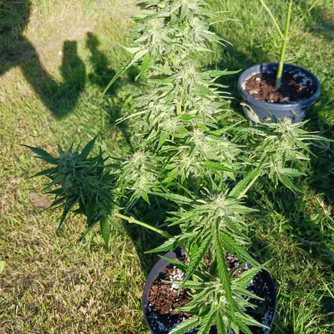 Banana Kush Cake #Automatic growlog photo: 2 Wochen vor Ernte 🥦