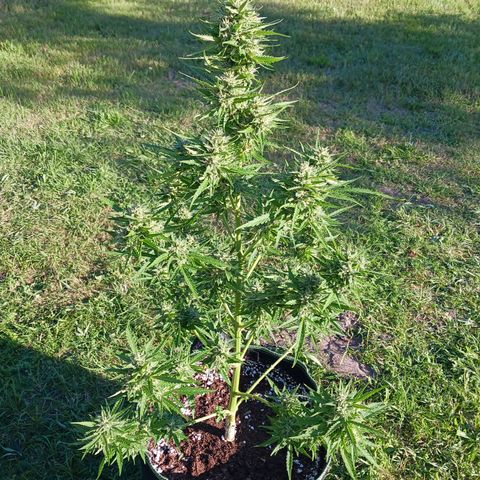 Banana Kush Cake #Automatic growlog photo: 2 Wochen vor Ernte 🥦
