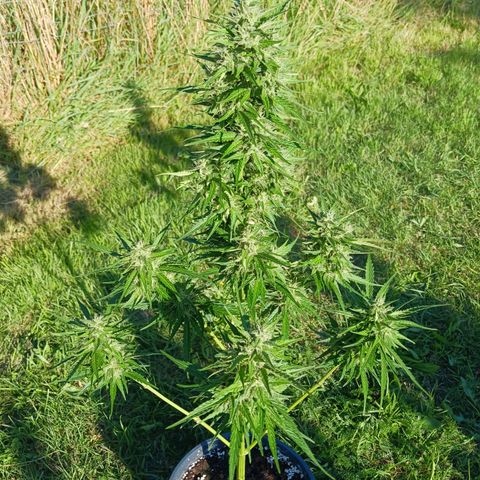 Banana Kush Cake #Automatic growlog photo: 2 Wochen vor Ernte 🥦