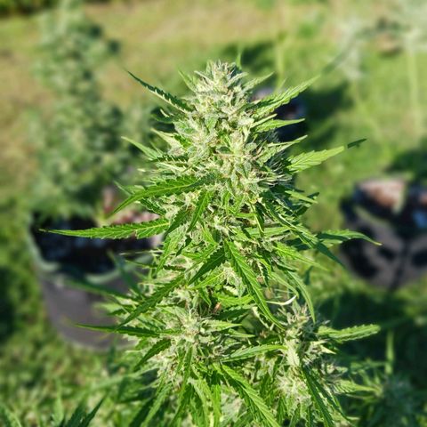 Banana Kush Cake #Automatic growlog photo: HEADBUDS 2024'
