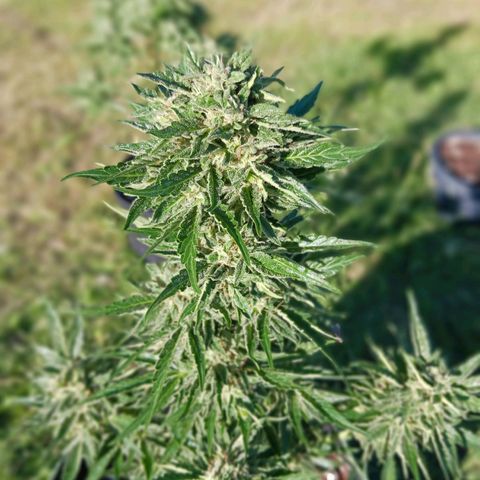 Banana Kush Cake #Automatic growlog photo: HEADBUDS 2024'
