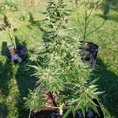 Banana Kush Cake #Automatic growlog photo: 2 Wochen vor Ernte 🥦