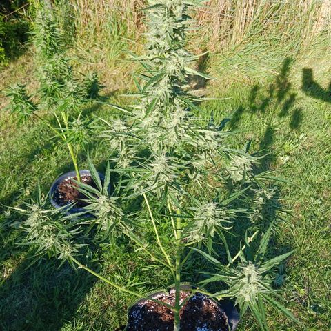 Banana Kush Cake #Automatic growlog photo: 2 Wochen vor Ernte 🥦