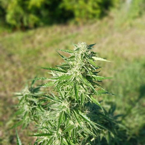 Banana Kush Cake #Automatic growlog photo: HEADBUDS 2024'
