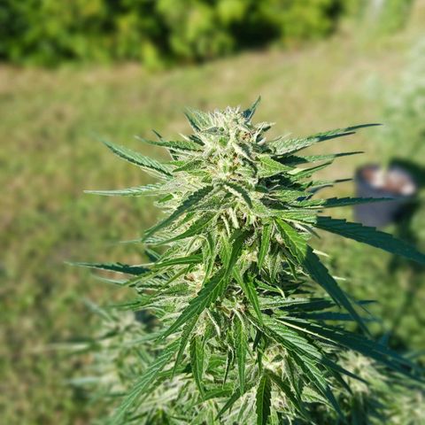 Banana Kush Cake #Automatic growlog photo: HEADBUDS 2024'

