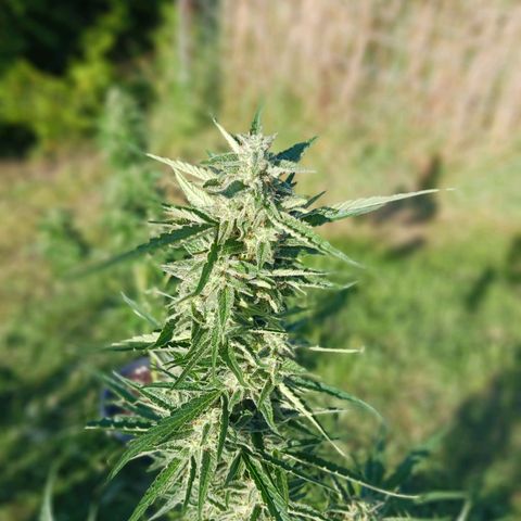 Banana Kush Cake #Automatic growlog photo: HEADBUDS 2024'
