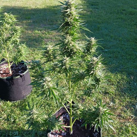 Banana Kush Cake #Automatic growlog photo: 2 Wochen vor Ernte 🥦
