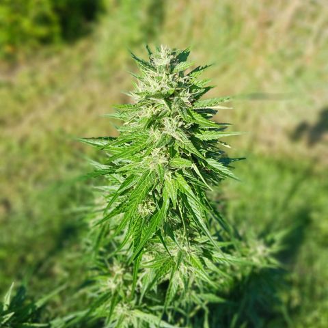 Banana Kush Cake #Automatic growlog photo: HEADBUDS 2024'
