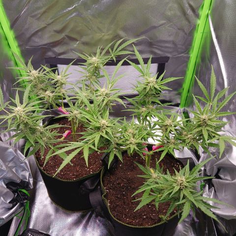 Chocolate Mint O.G.  #SpiderFarm          #Auto  growlog timeline photo