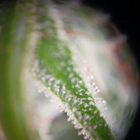 Banana Kush Cake #Automatic growlog timeline photo