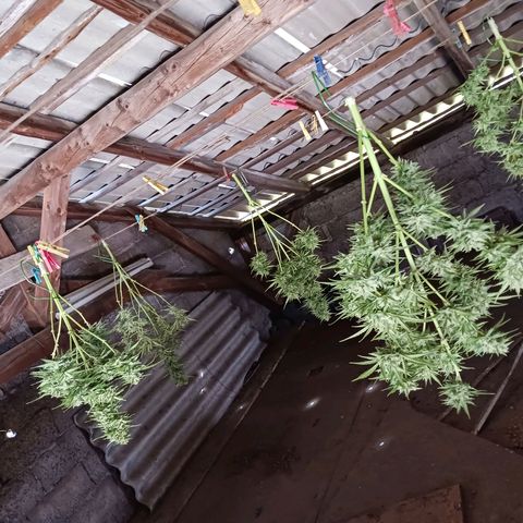 Banana Kush Cake #Automatic growlog timeline photo
