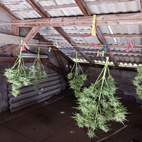 Banana Kush Cake #Automatic growlog timeline photo