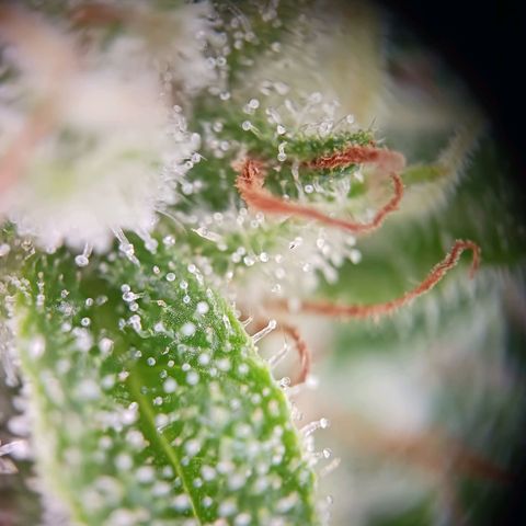 Banana Kush Cake #Automatic growlog timeline photo