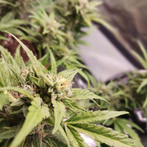 Chocolate Mint O.G.  #SpiderFarm          #Auto  growlog timeline photo