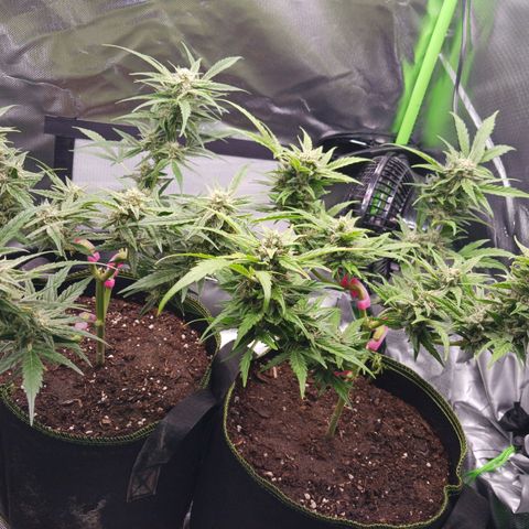 Chocolate Mint O.G.  #SpiderFarm          #Auto  growlog timeline photo