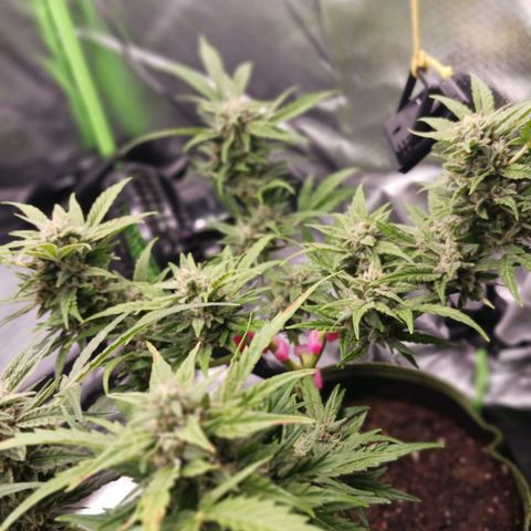 Chocolate Mint O.G.  #SpiderFarm          #Auto  growlog timeline photo