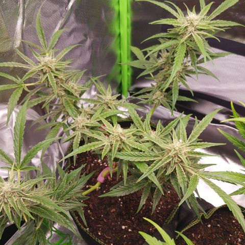 Chocolate Mint O.G.  #SpiderFarm          #Auto  growlog timeline photo