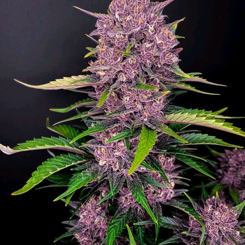 #PurplePlants💯👑 #SeaOfGreen🥦🥦🥦 #SpiderFarmer 🕷✅️ growlog in Zelsius MK3000