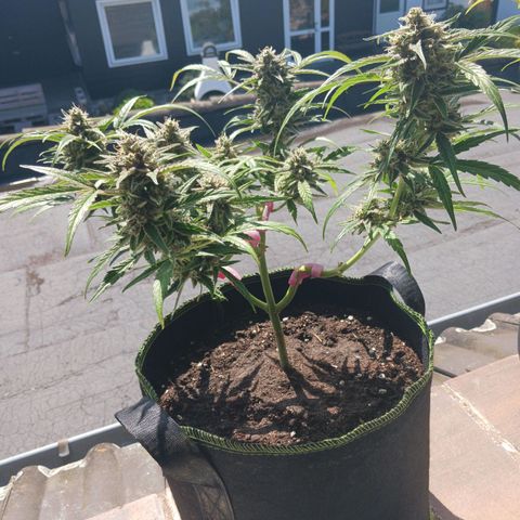 Chocolate Mint O.G.  #SpiderFarm          #Auto  growlog timeline photo