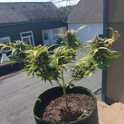 Chocolate Mint O.G.  #SpiderFarm          #Auto  growlog timeline photo