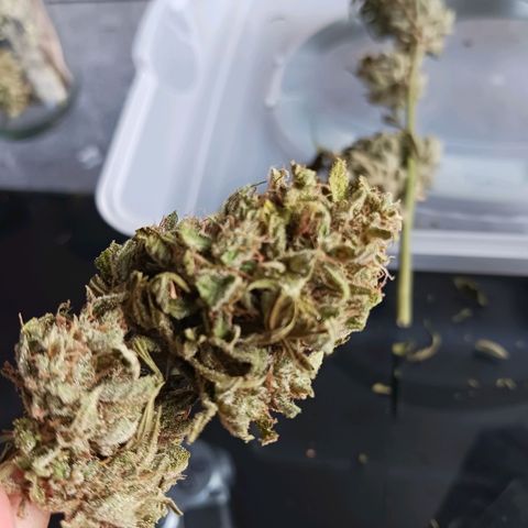 Banana Kush Cake #Automatic growlog timeline photo