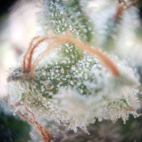 Chocolate Mint O.G.  #SpiderFarm          #Auto  growlog timeline photo