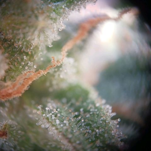 Chocolate Mint O.G.  #SpiderFarm          #Auto  growlog timeline photo