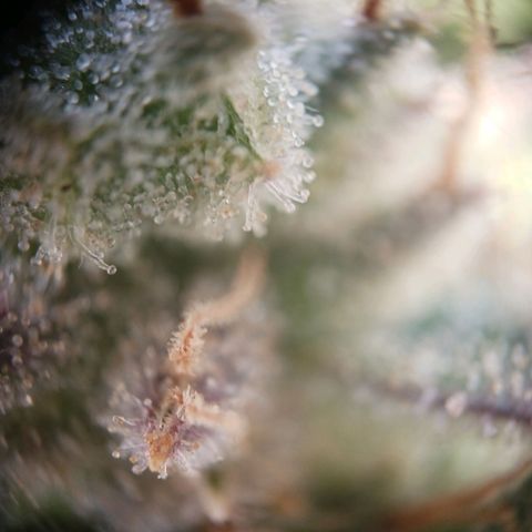 Chocolate Mint O.G.  #SpiderFarm          #Auto  growlog timeline photo