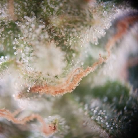 Chocolate Mint O.G.  #SpiderFarm          #Auto  growlog timeline photo