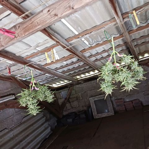 Chocolate Mint O.G.  #SpiderFarm          #Auto  growlog timeline photo