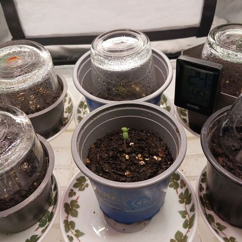 Master Kush, feminisiert growlog timeline photo