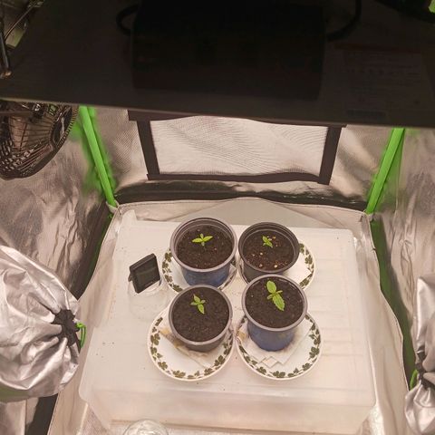 Master Kush, feminisiert growlog timeline photo