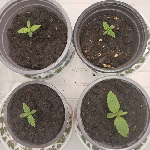 Master Kush, feminisiert growlog timeline photo