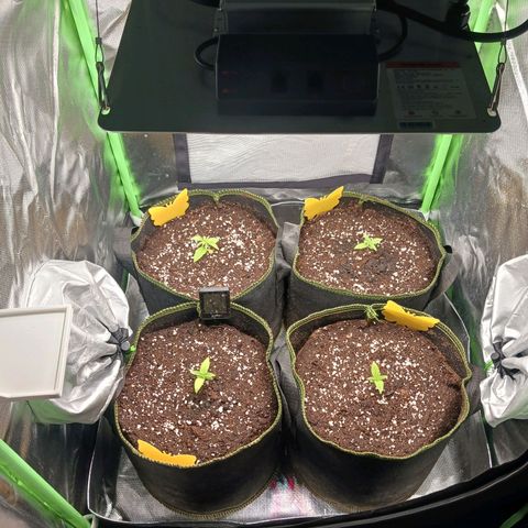 Master Kush, feminisiert growlog timeline photo