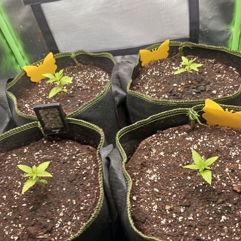 Master Kush, feminisiert growlog timeline photo
